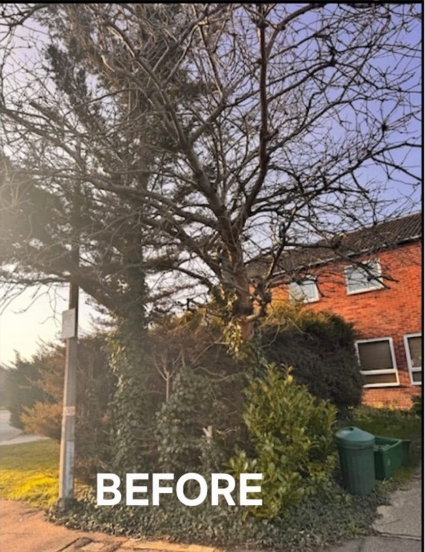 Before vegetation clearance colchester