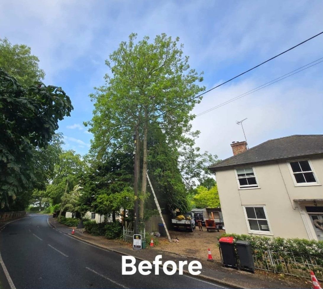 Before tree felling removal colchester