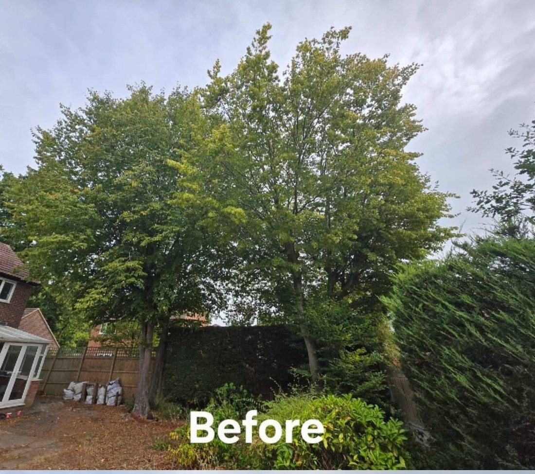 Before tree felling removal colchester