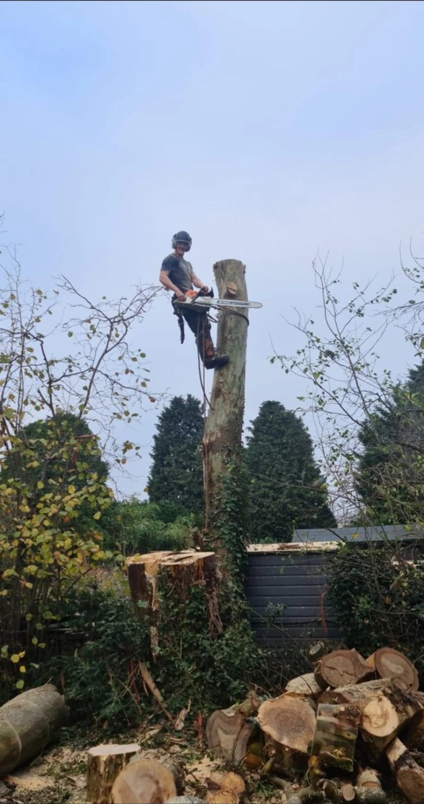 tree surgery climbing colchester