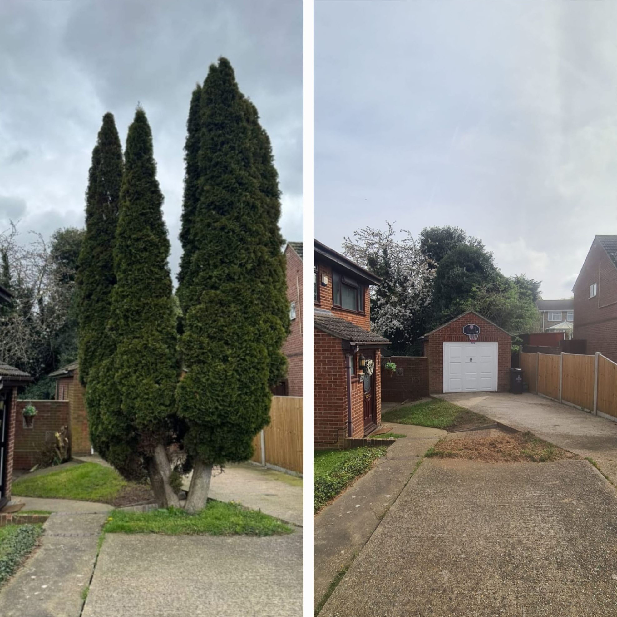 Before and after tree felling and removal at a residential property in Colchester (photo 7)