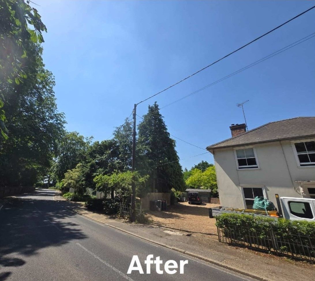 After tree felling removal colchester