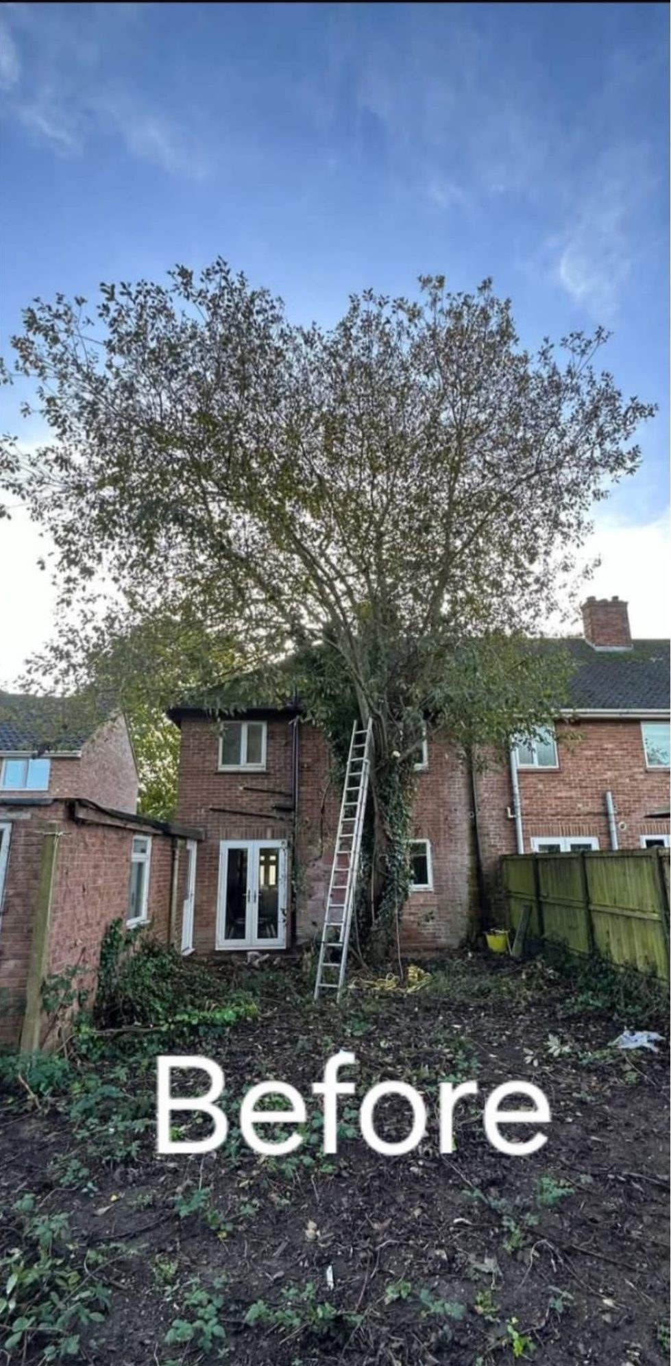 Before tree felling removal colchester