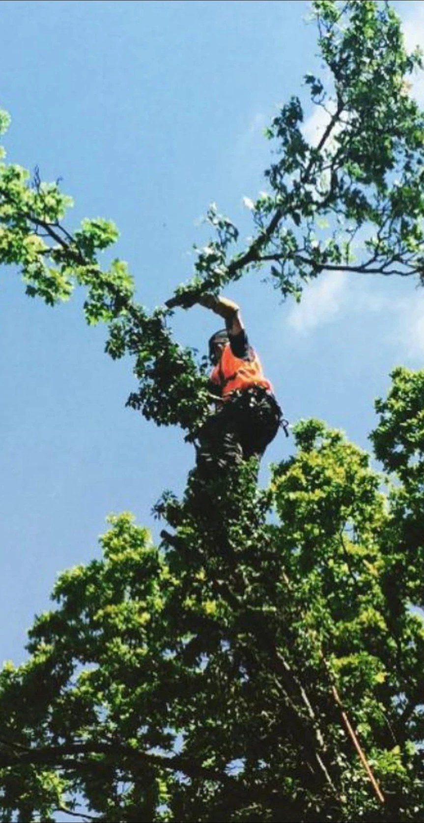 tree surgery climbing colchester