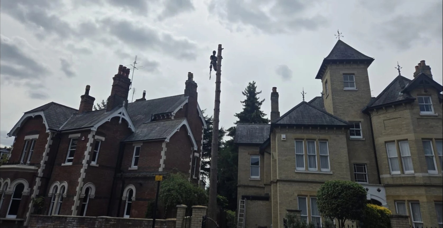 tree surgery climbing colchester