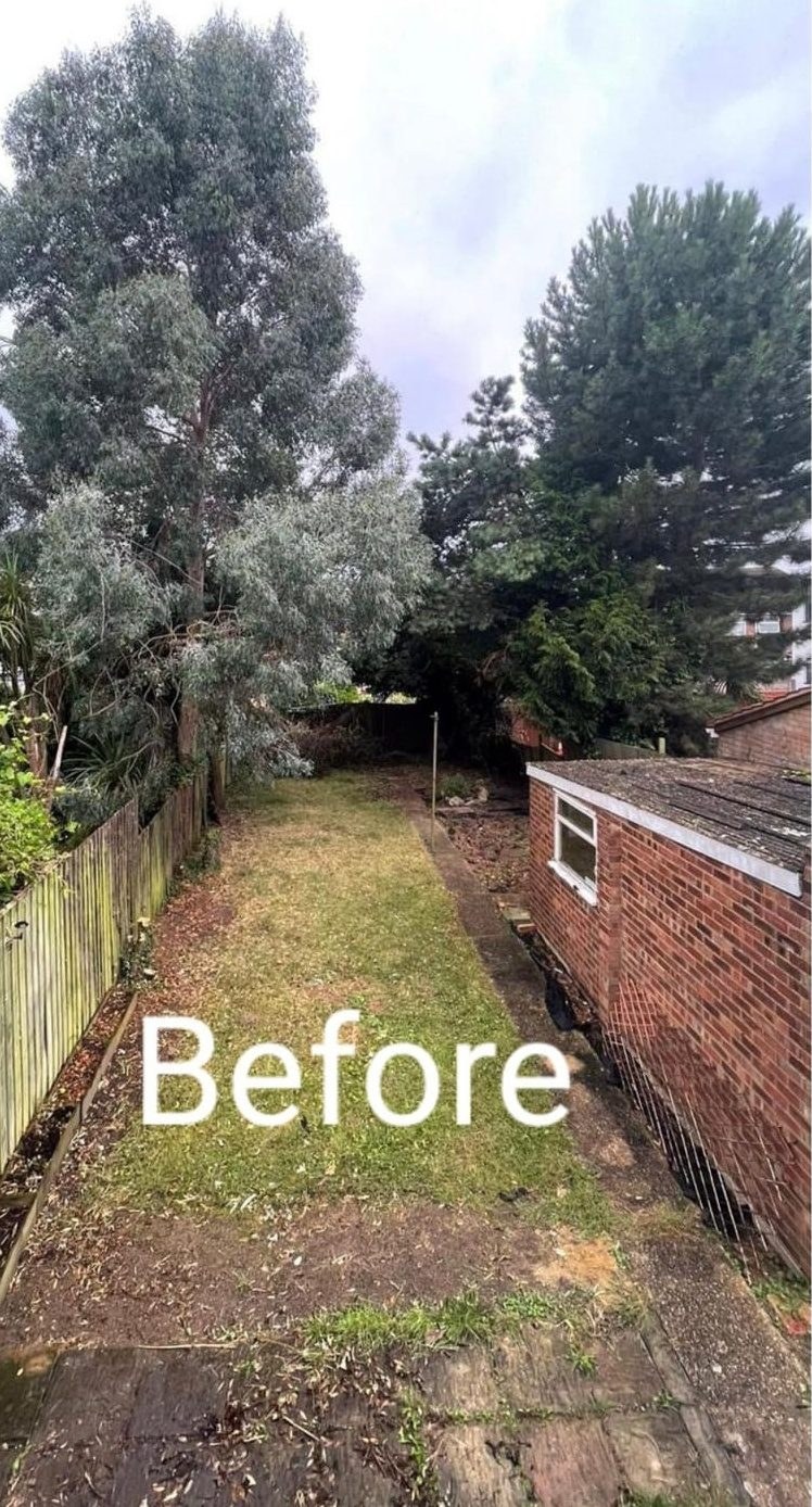 Before tree felling removal colchester