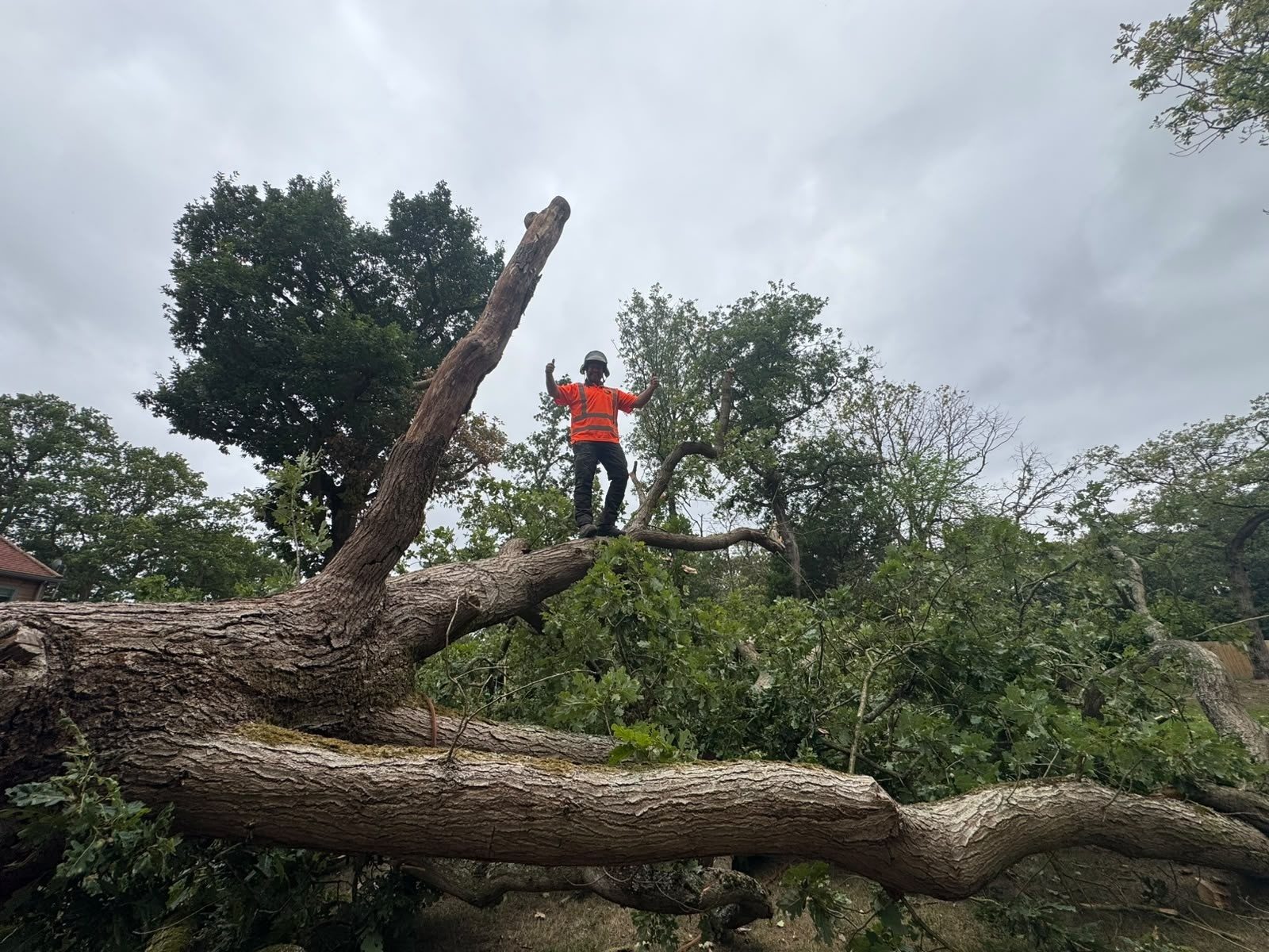 Emergency storm damaged tree removal in Colchester (photo 3)