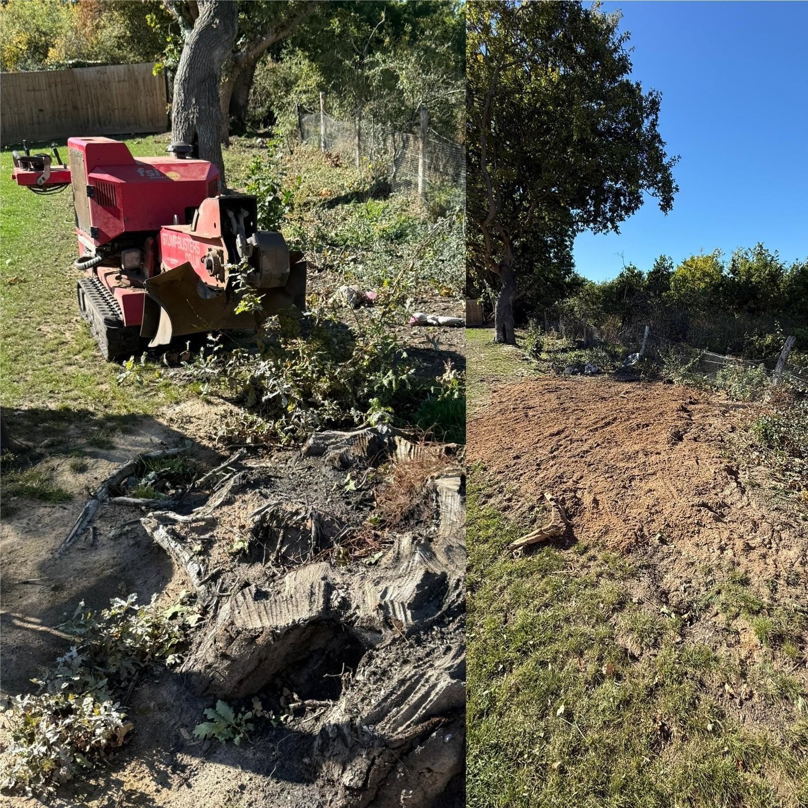 Stump grinding and tree removal work in Colchester (photo 1)