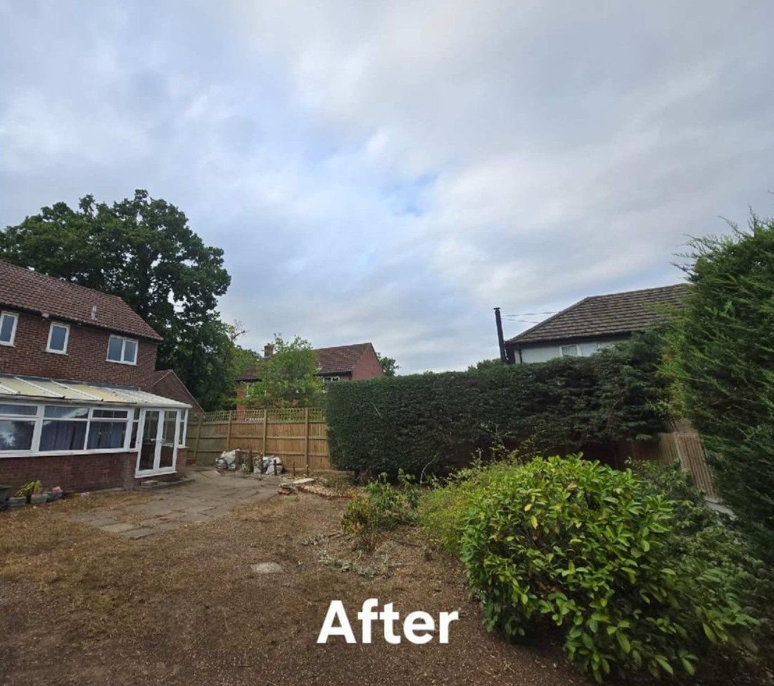 After tree felling removal colchester