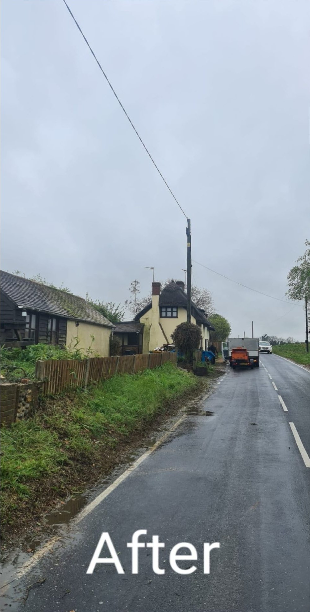 After tree felling removal colchester
