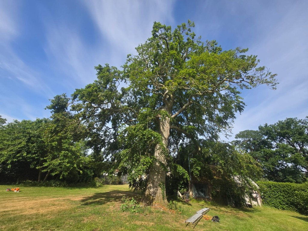 Mature tree before felling in a Colchester garden