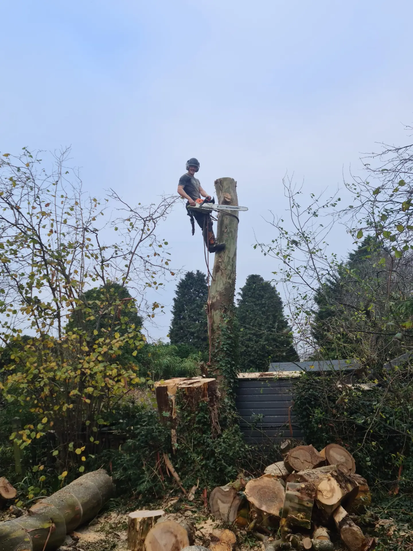 Climber dismantling the eucalyptus trunk in sections, logs stacked below, Colchester