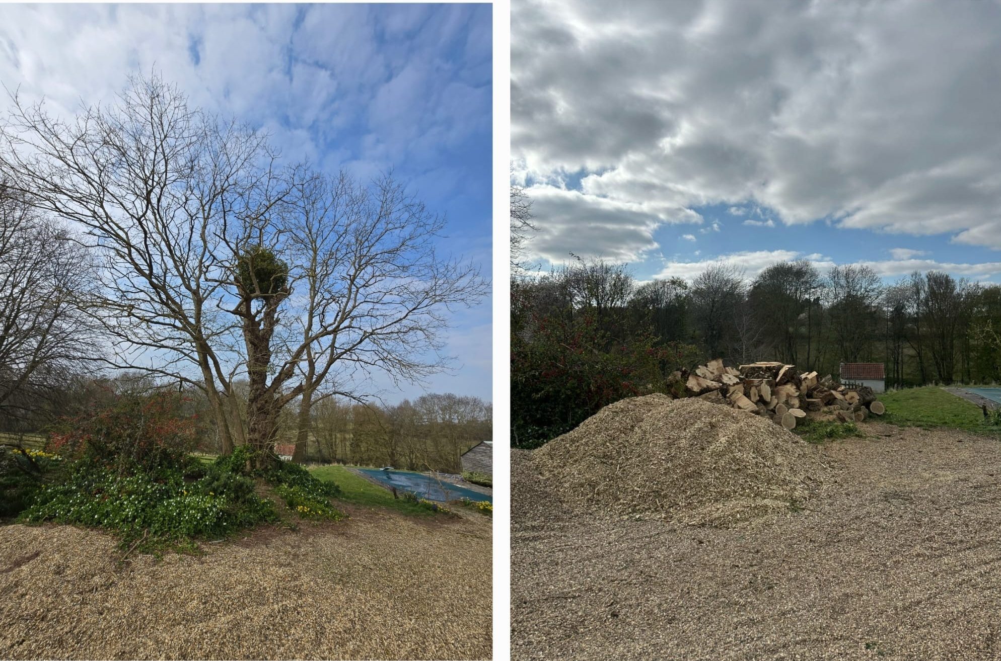 Before and after tree felling and removal at a residential property in Colchester (photo 4)