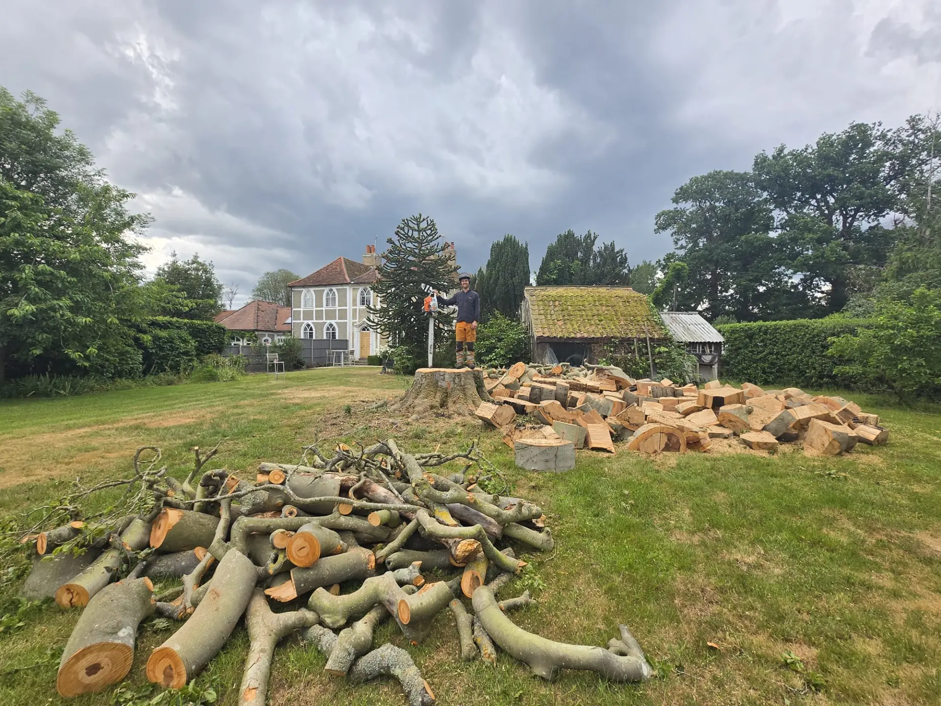 tree surgery climbing colchester
