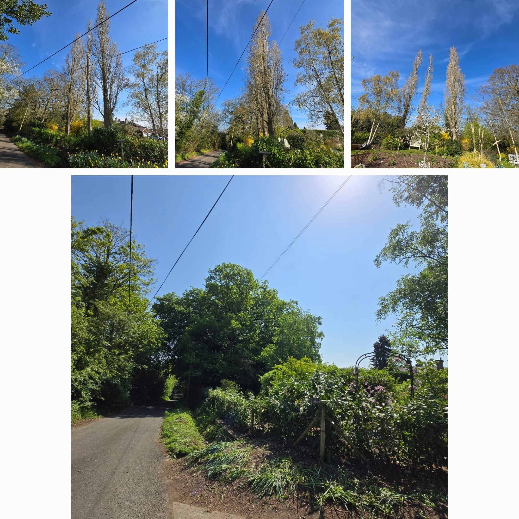 Before and after tree felling and removal at a residential property in Colchester (photo 5)