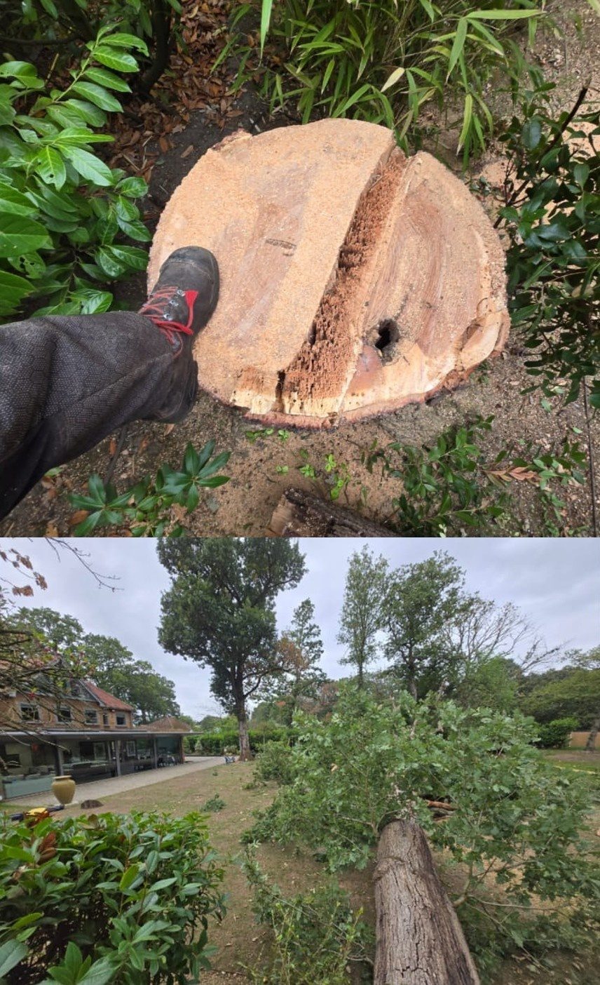 Before and after tree felling and removal at a residential property in Colchester (photo 3)
