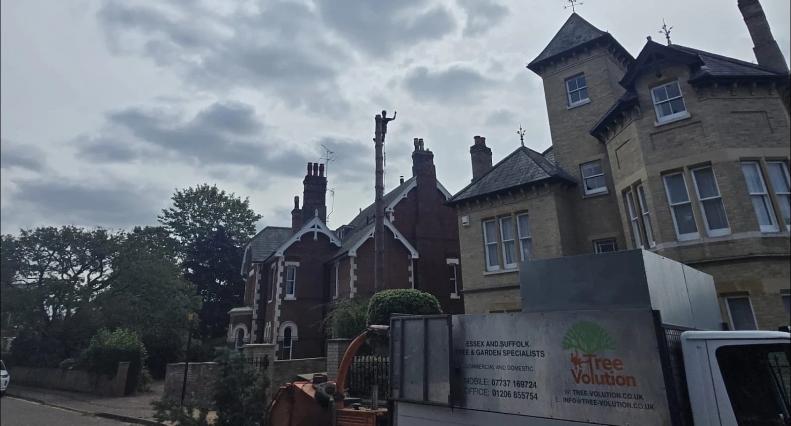 tree surgery climbing colchester