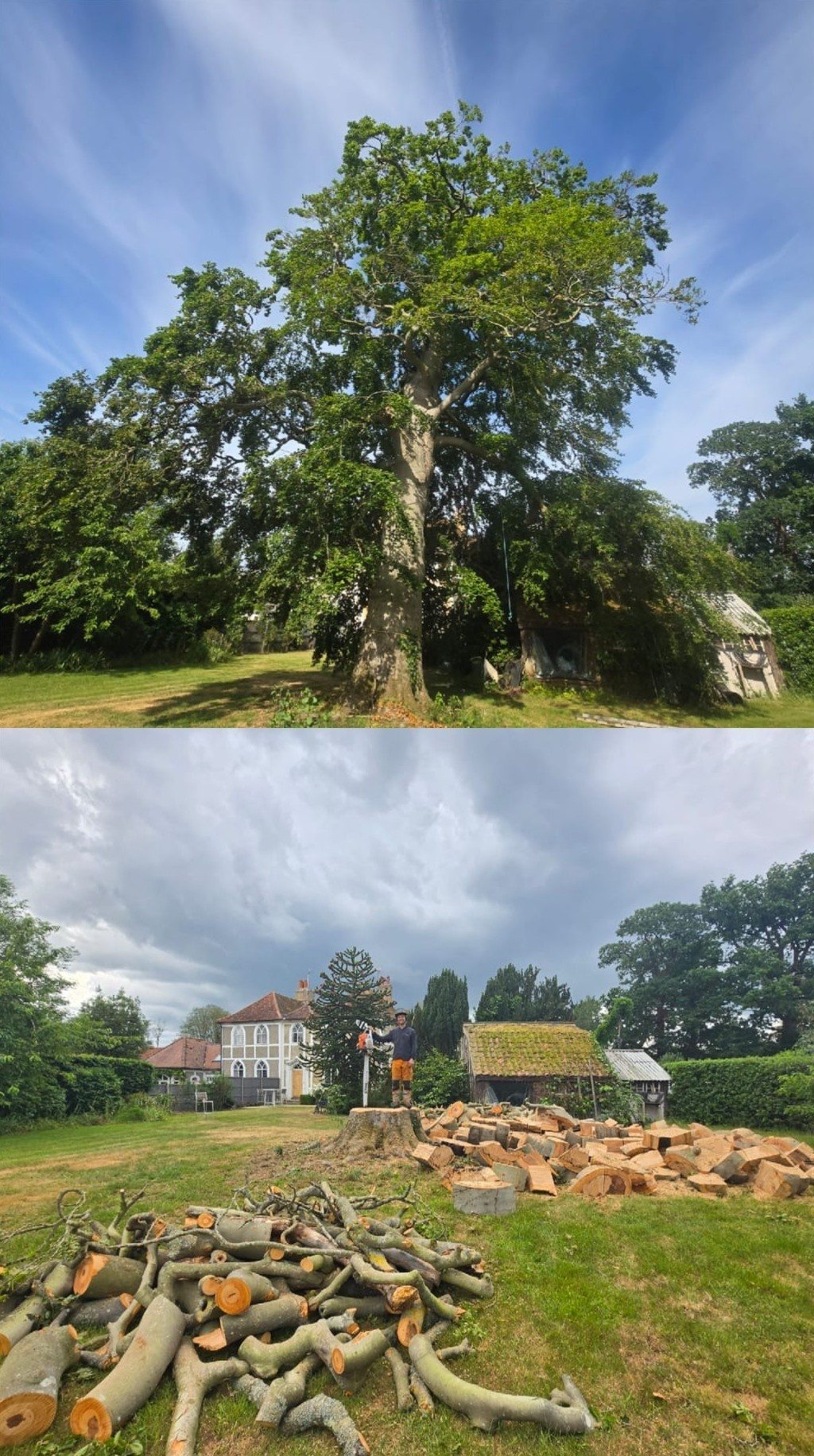 Before and after tree felling and removal at a residential property in Colchester (photo 2)