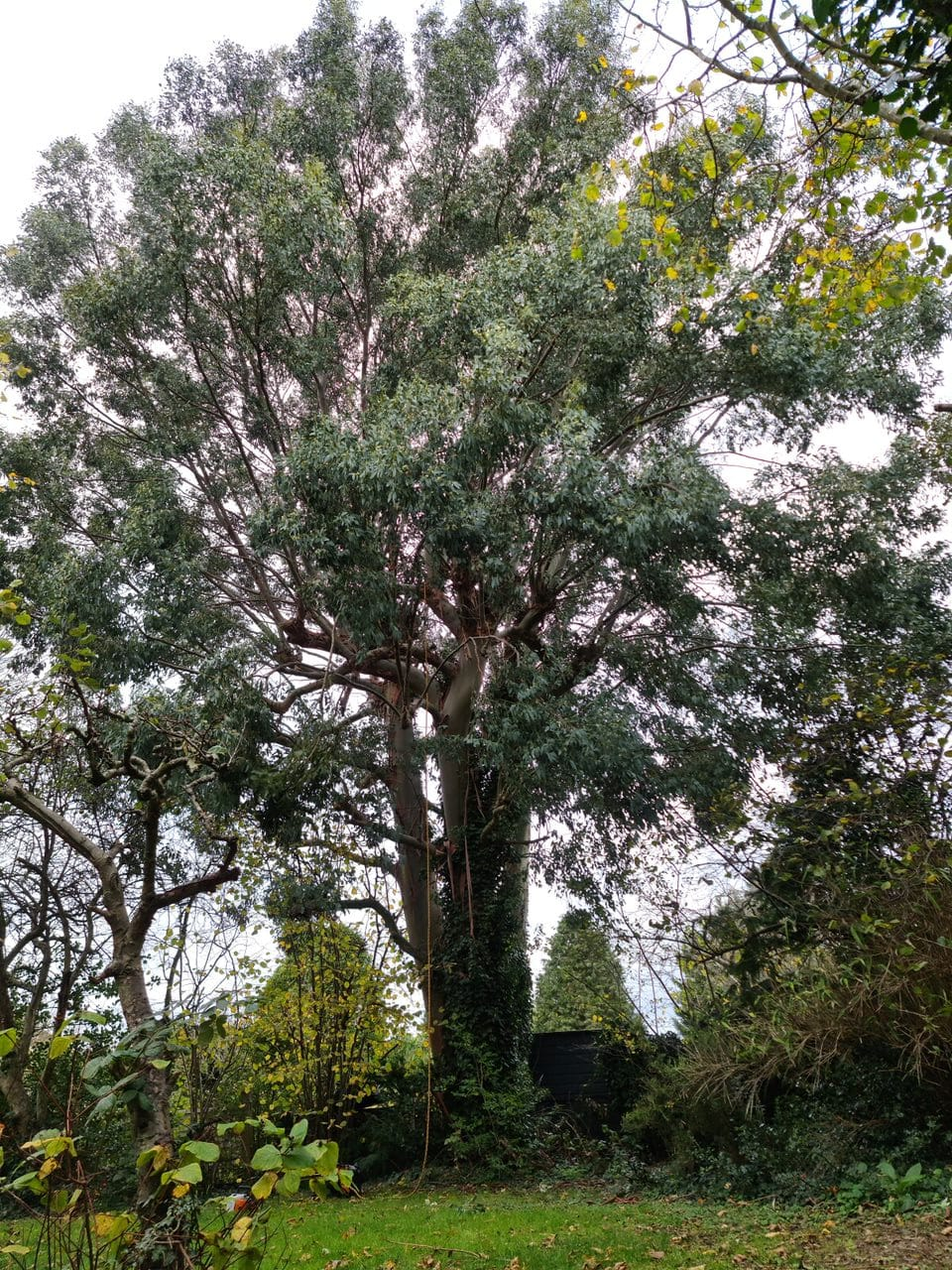 Tall eucalyptus tree before dismantling in a Colchester garden