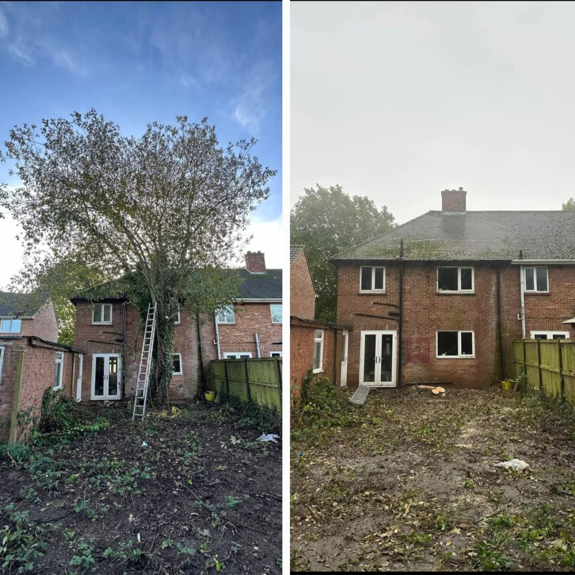 Before and after tree felling and removal at a residential property in Colchester (photo 6)