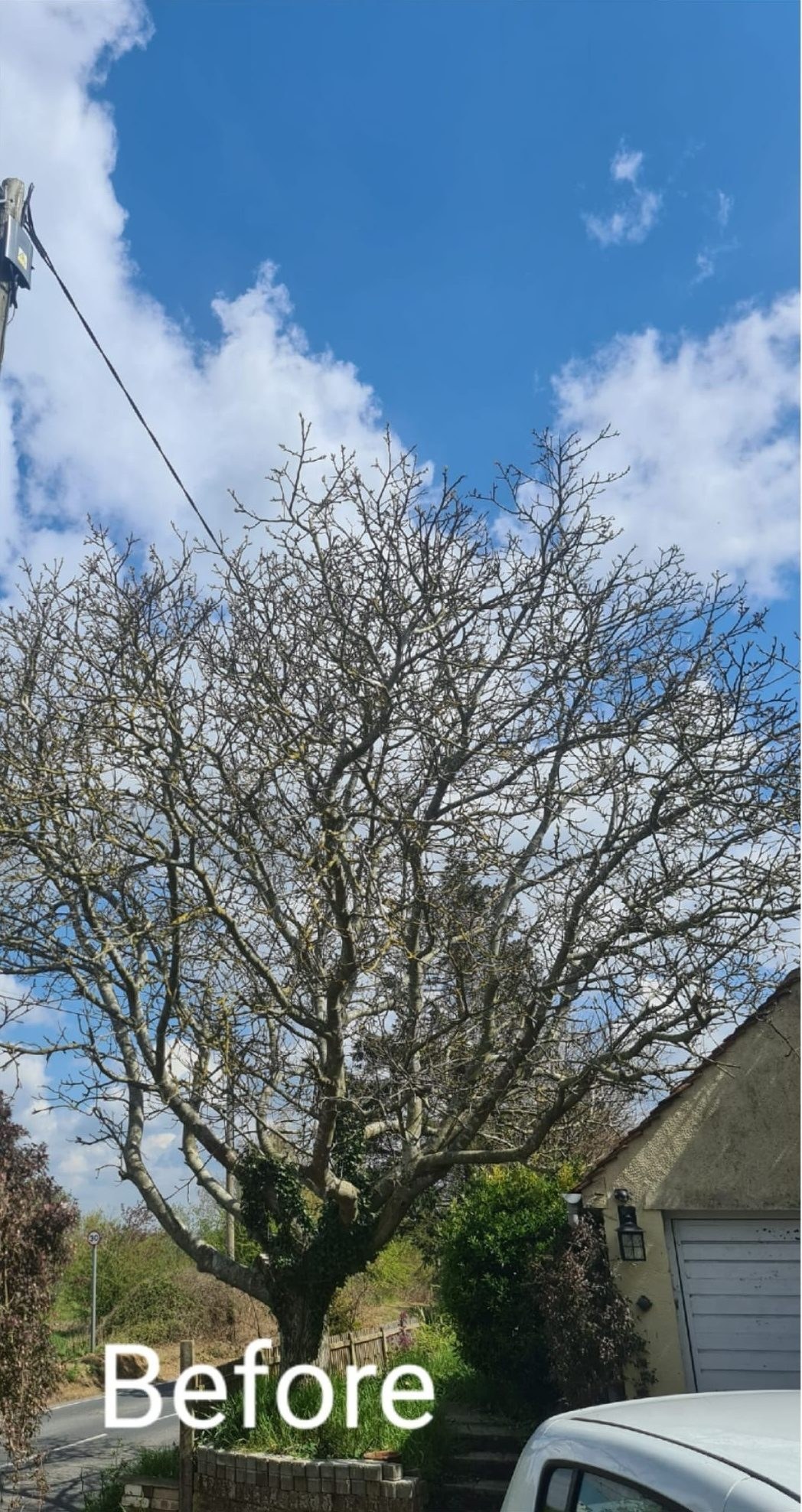 Before tree felling removal colchester