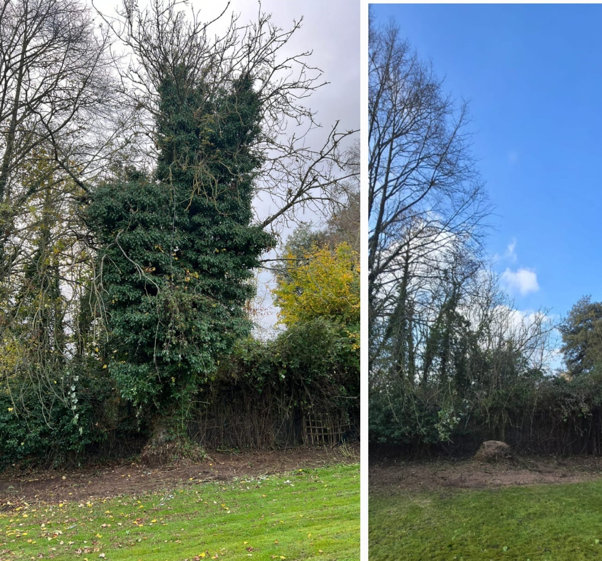 Before and after ivy and overgrown vegetation clearance in a Colchester garden (photo 1)