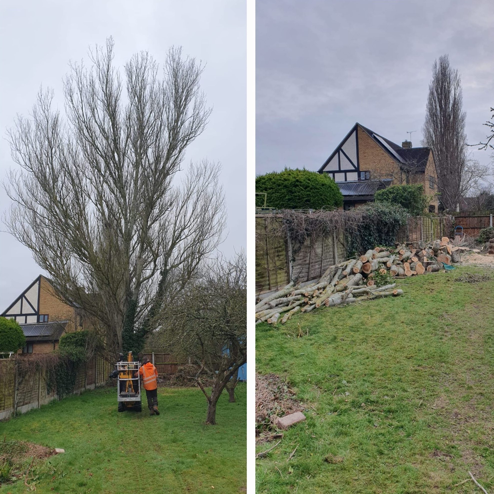 Before and after tree felling and removal at a residential property in Colchester (photo 1)