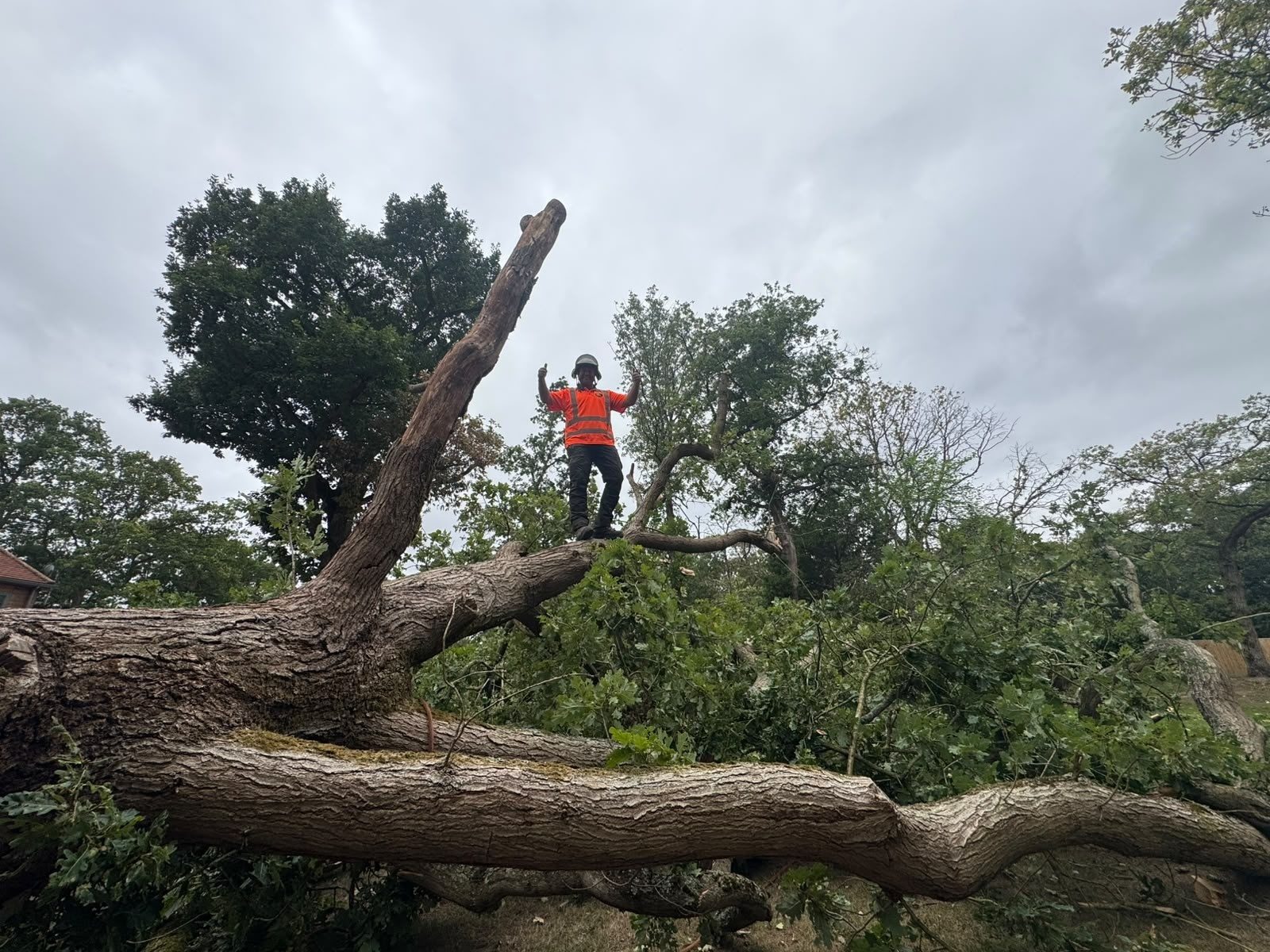Emergency storm damaged tree removal in Colchester (photo 4)