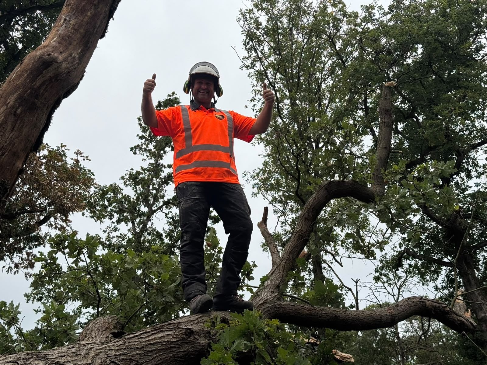 Emergency storm damaged tree removal in Colchester (photo 5)