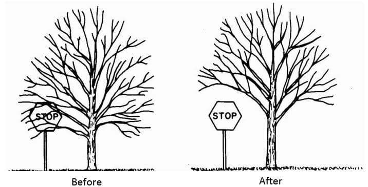 Crown Lifting — Tree Volution