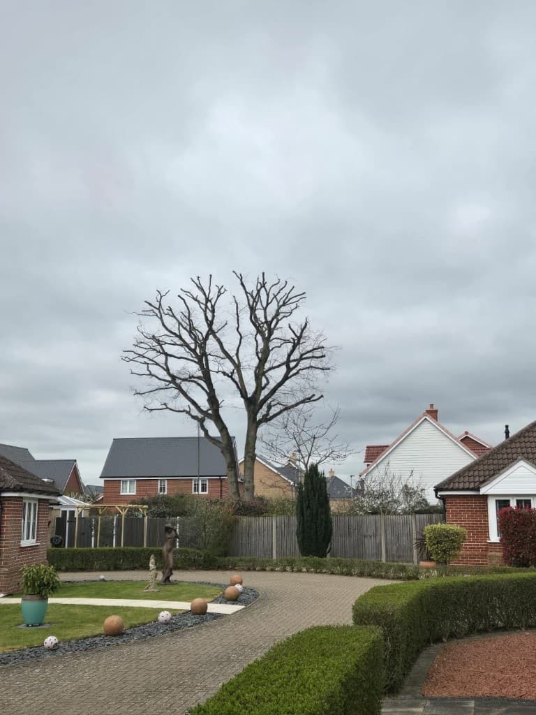 Crown Reduction — Tree Volution