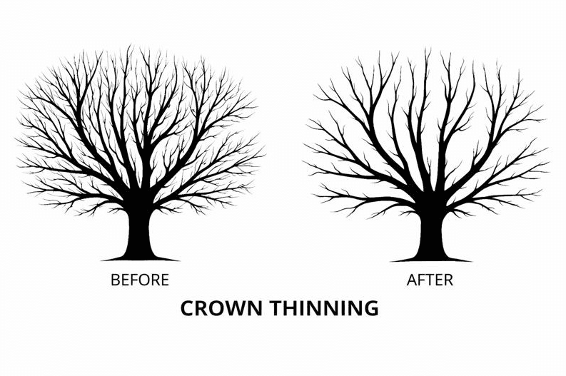 Crown Thinning — Tree Volution