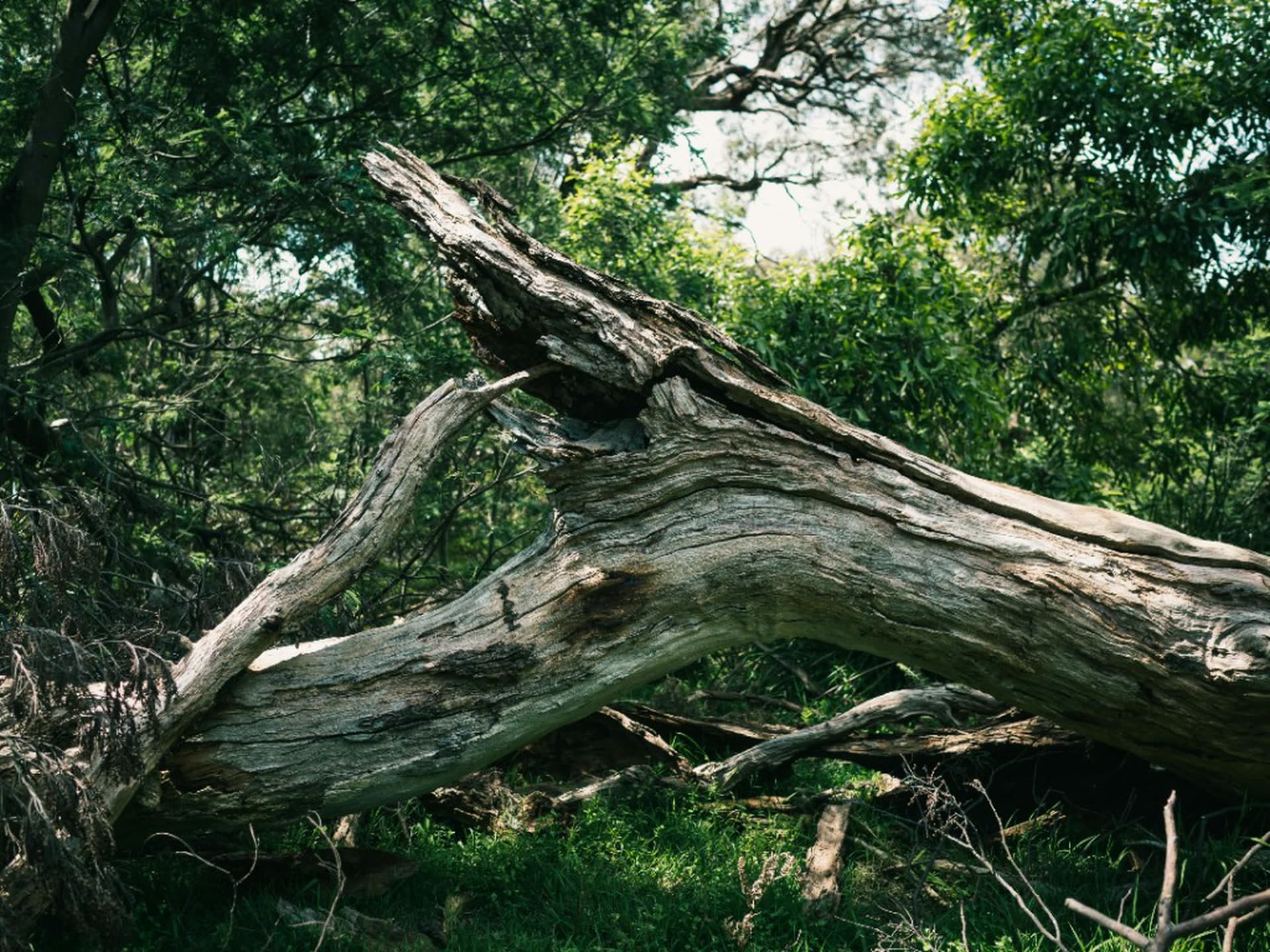 Dead Wooding — Tree Volution
