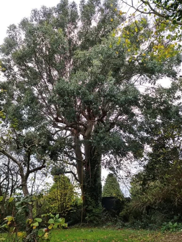 Large eucalyptus tree in a back garden with rigging lines set before sectional dismantling