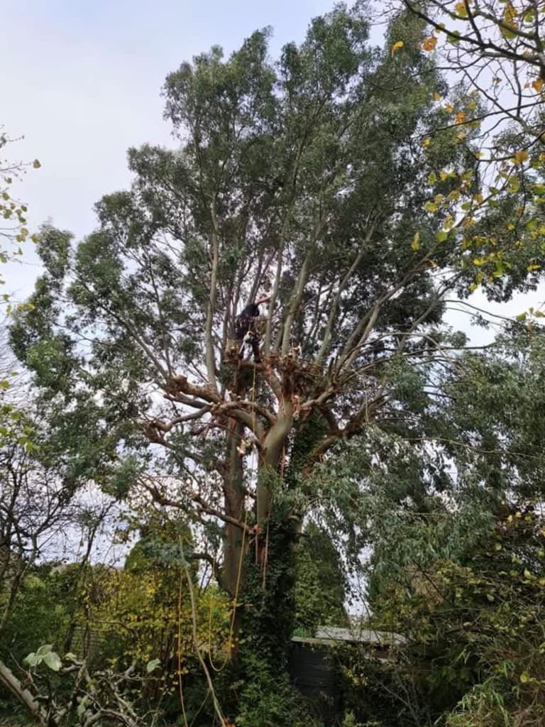 Arborist in the canopy dismantling a large eucalyptus, lowering branches on rigging ropes