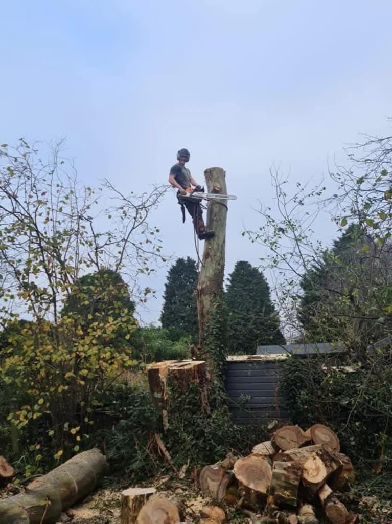 Arborist on the remaining trunk with cut logs stacked on the ground, final stages of removal