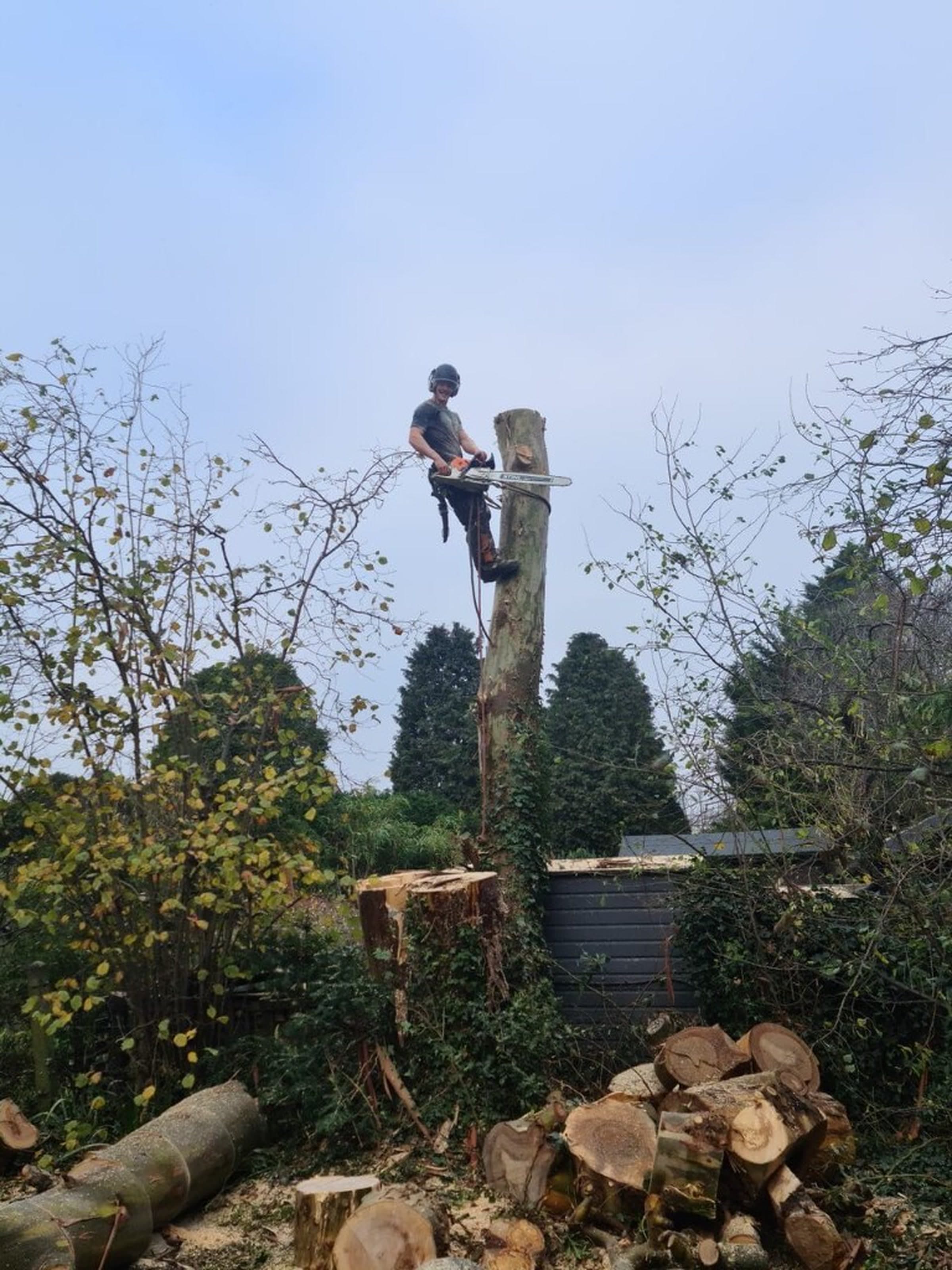 Tree Removal — Tree Volution