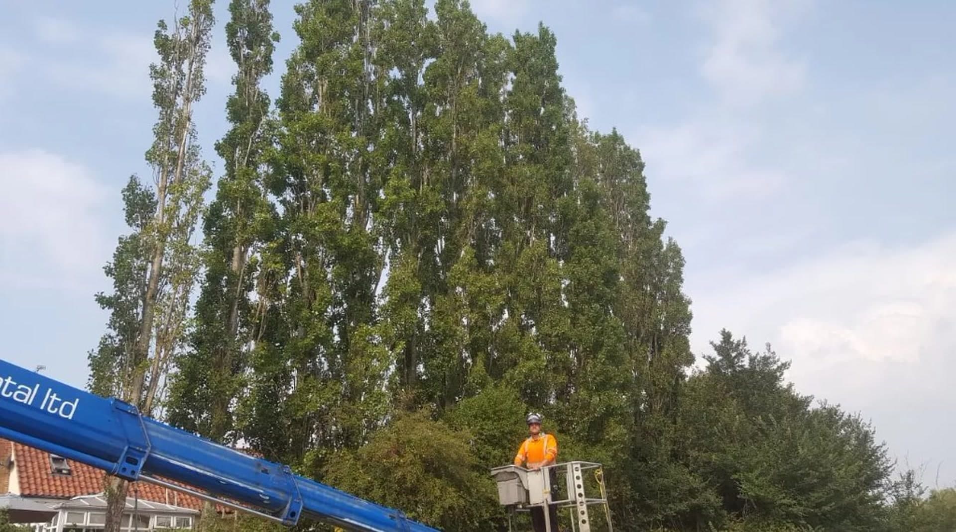 Tree Volution arborist in a cherry picker beside tall trees in Essex